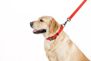 Повідець для собак водостійкий WAUDOG Waterproof, Ш 25 мм, Дл 183 см, червоний