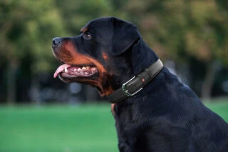 Нашийник для собак шкіряний WAUDOG Glamour з QR паспортом, без прикрас, Ш 25 мм, Дл 38-49 см, чорний